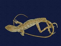 藏品(斯文豪氏攀蜥)的圖片